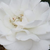 Rózsaszín - Virágágyi floribunda rózsa - Sümeg